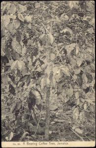 jamaica, Bearing Coffee Tree (1910s)