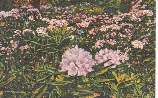 Rhododendron and Laurel Rock City Gardens Lookout Mountain Chattanooga Tennes...