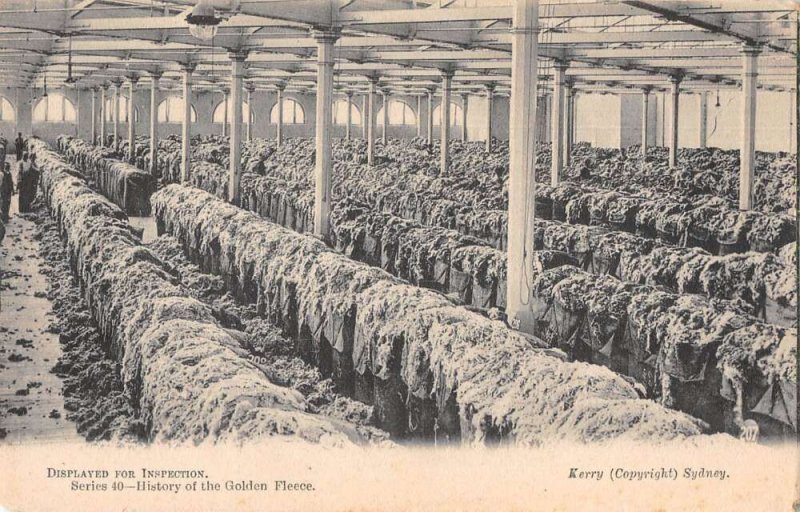 Sydney Australia Sheep Ranch Golden Fleece for Inspection Postcard AA44500