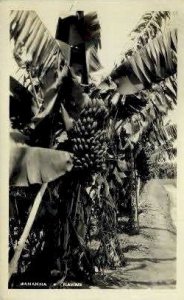 Banana, real photo  - Hawaii s, Hawaii HI  