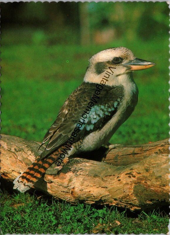 The Kookaburra Australian Bird Postcard PC273