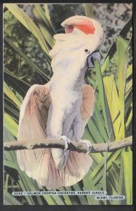 Salmon Crested Cockatoo Parrot Jungle Miami  Post Card 5088