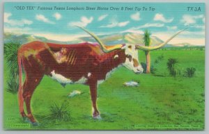 Texas~”Old Tex” 8 Ft Long Texas Longhorn~Vintage Postcard