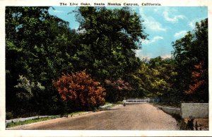 California Santa Monica Canyon The Live Oaks