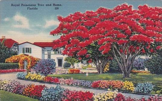 Royal Poinciana Tree And Home Florida