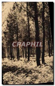 Postcard Old Landes de Gascogne the Fougeres the summer