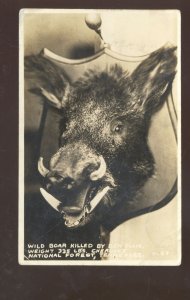 RPPC CHEROKEE NATIONAL FOREST TENNESSEE HUGE WILD BOAR REAL PHOTO POSTCARD