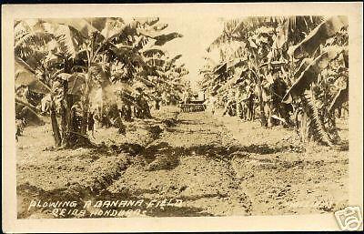 honduras, CEIBA, Plowing a Banana Field (1930s) RPPC