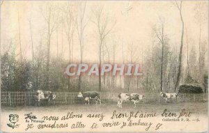 Old Postcard Cows In Pasture