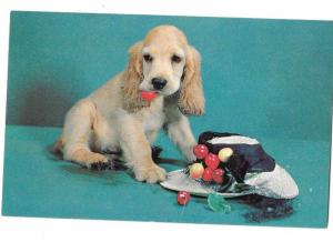 Cute Cocker Spaniel  Puppy Dog Chewing Lady's Hat