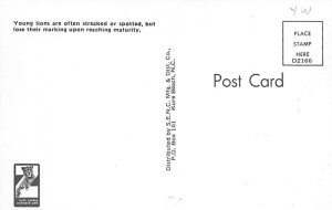 Young Lions Cat Unused 