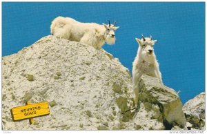 Rocky Mountain Goats , Jasper-Banff Highway , Alberta , Canada , 50-60s