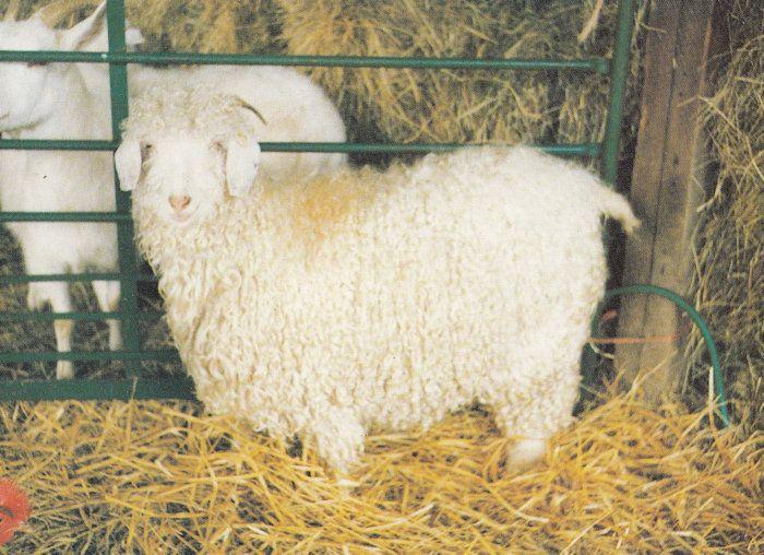 Middleton Golderina Sheep in Sussex Postcard