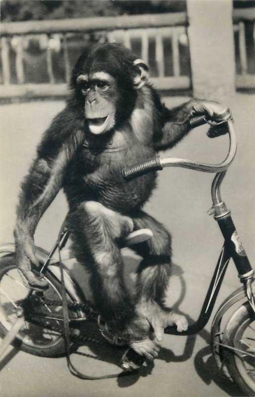 Hungary  monkey riding a bike  Postcard