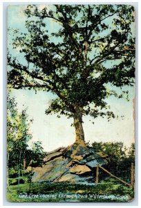 1909 Oak Tree Coming Through Rock Waterbury Connecticut CT Antique Postcard 