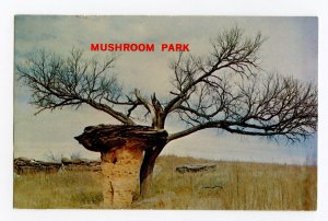 Postcard Mushroom Park Ellsworth County Kansas Standard View Card