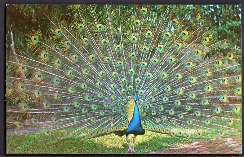 32520) Florida BLUE PEACOCK at Sarasota Jungle Gardens SARASOTA - Chrome