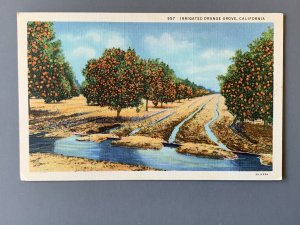 Irrigated Orange Grove CA Linen Postcard A1153093459