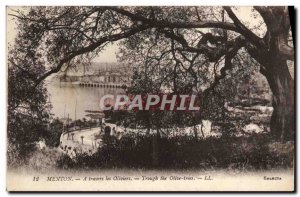 Old Postcard Menton A Travers les Oliviers