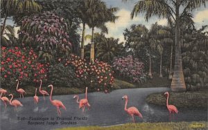 Flamingos in Tropical Flordia, Sarasota Jungle Gardens Florida