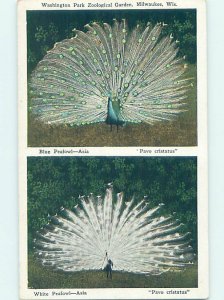 W-Border ZOO SCENE Milwaukee Wisconsin WI AG1960