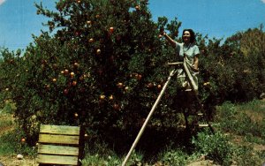 Picking Oranges,Citrus Groves,Tucson,AZ