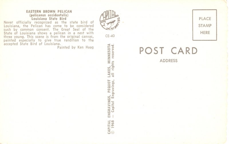 US    PC3669  EASTERN BROWN PELICAN LOUISIANA STATE BIRD