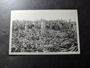 Mint USA RPPC Postcard Cutting Sugar Cane New Iberia LA