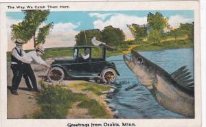 Minnesota Greetings From Osakis Exageration Men Catching Large Fish