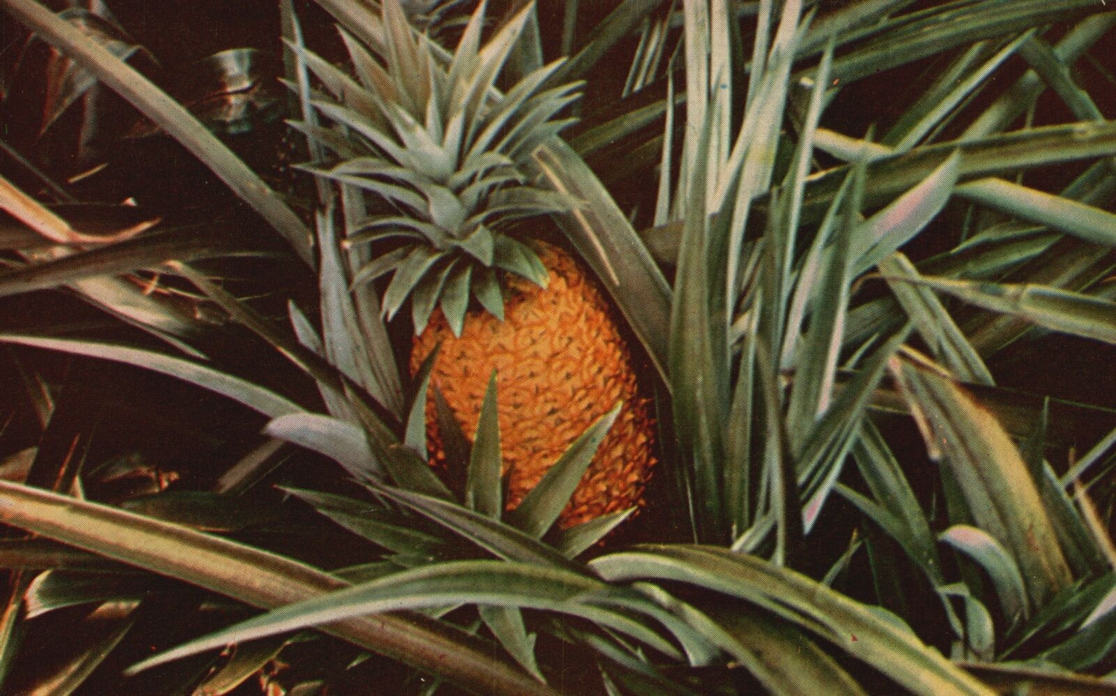 Vintage Postcard Pineapple Growing Plant Ripens To Full Maturity 1820
