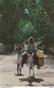 Donkey ride , JAMAICA , 1950-60s