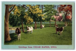 c1940's Greetings From Cedar Rapids Iowa IA Unposted Cows Trees Scene Postcard