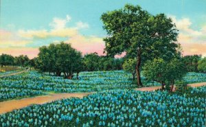 USA Bluebonnets The State Flower Of Texas Chrome Postcard 03.34
