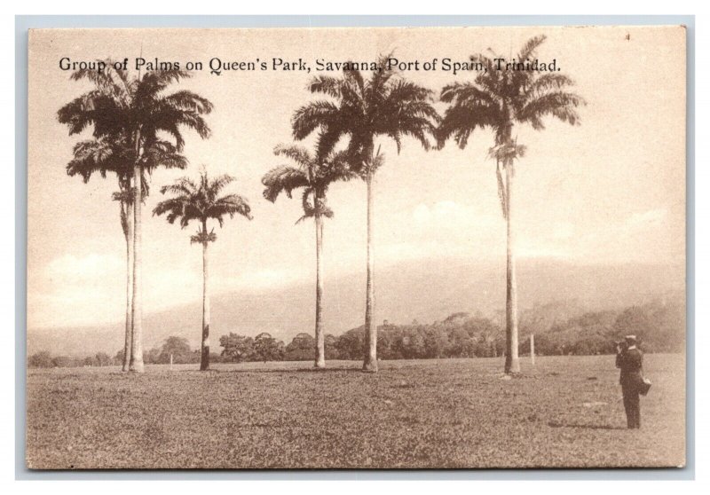 Palm Trees Queens Park Port of Spain Trinidad Davidson & Todd DB Postcard P18