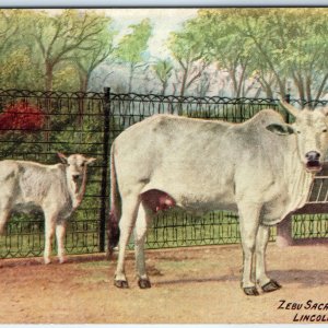 c1910s Chicago, IL Zebu Sacred Ox of India Lincoln Park Zoo PC Baby Oxen A324