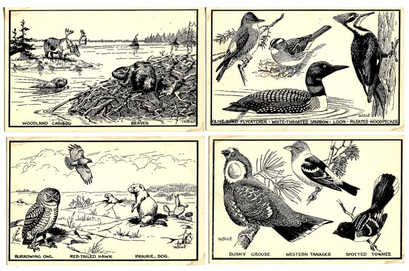 Canadian Natural History - Series of 9 Cards (#5 missing). Artist: T.M. Shortt