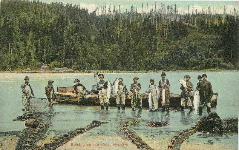 Columbia River Oregon Fishermen Seining C-1910 Postcard 3369