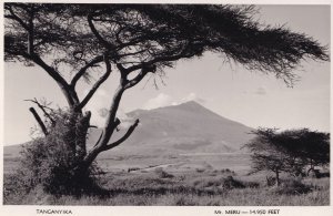 Tanganyika African Tree Real Photo Postcard