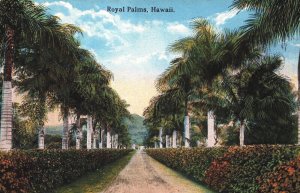 Hawaii Royal Palms Vintage Postcard 05.32