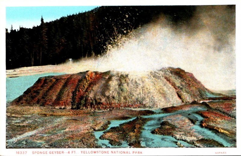 Yellowstone National Park Sponge Geyser