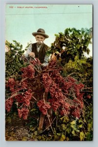 Farmer Harvesting Tokay Grapes, Vines, CA-California Vintage Postcard