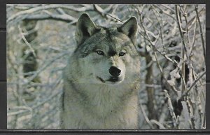 Timber Wolf - Male Grey Wolf - [MX-517]
