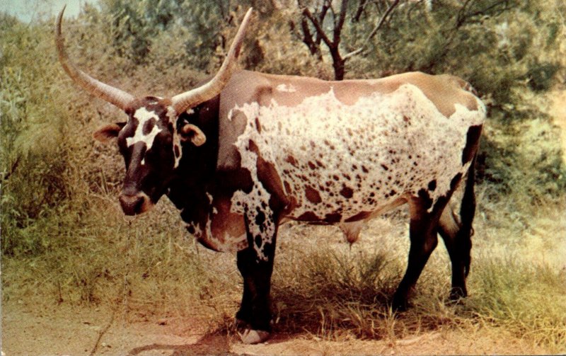 Bulls Longhorn Steers