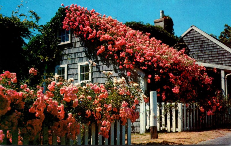 Massachusetts Nantucket Typical Cottage With Roses In Full Bloom