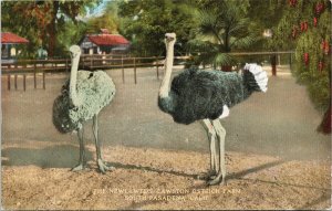 Ostrich Farm South Pasadena CA Newlyweds Cawston Unused Postcard F75