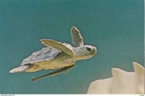 TURTLE, New England Aquarium, 1960s