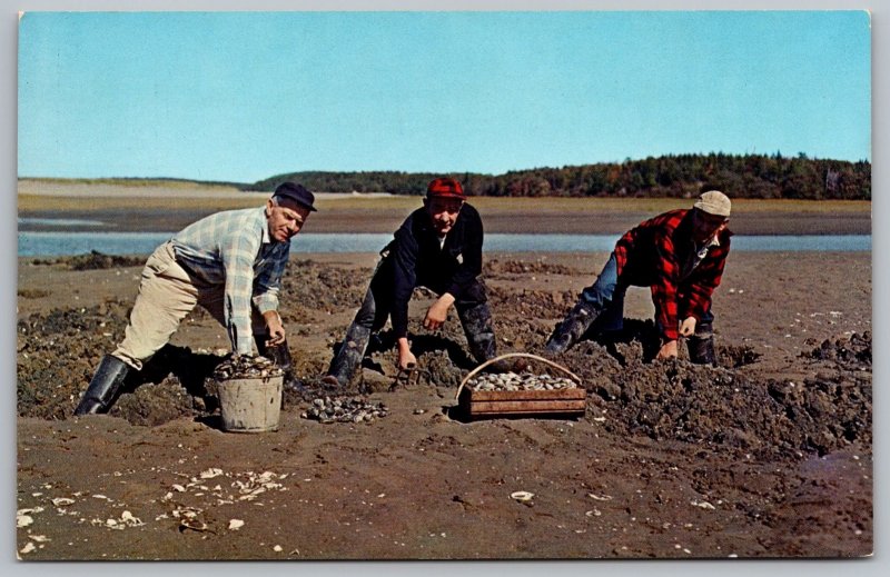 Digging Maine Steamer Clams Seafood Treat Five Islands Little River Postcard United States