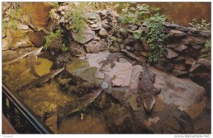 Crocodiles,  Vancouver Public Aquarium,  Stanley Park,  Vancouver,   B.C.,   ...