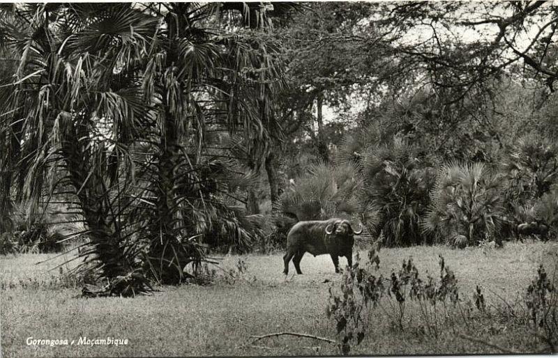 mozambique Gorongosa, Wildlife African Buffalo 50s RPPC