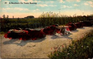 Bulls A Southern Ox Team Resting Curteich